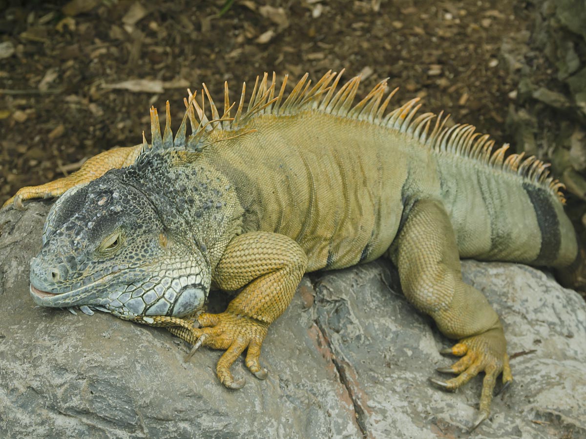 Iguana iguana